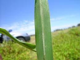 Attēlu rezultāti vaicājumam “Echinochloa crus-galli leaf”