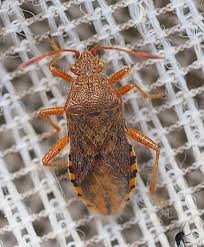 Attēlu rezultāti vaicājumam “Rhopalus maculatus imago”