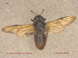 Attēlu rezultāti vaicājumam “Trichiosoma”