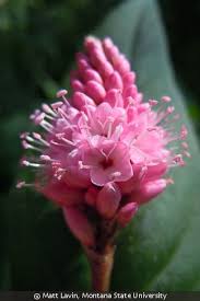 Attēlu rezultāti vaicājumam “Polygonum amphibium leaf”