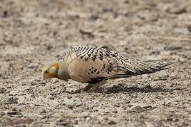 Image result for Syrrhaptes paradoxus