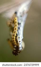 Attēlu rezultāti vaicājumam “Yponomeuta evonymella larva”