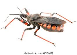 Attēlu rezultāti vaicājumam “Rhynocoris annulatus imago”