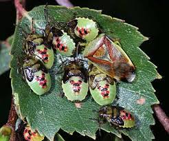 Attēlu rezultāti vaicājumam “Elasmostethus interstinctus nymph”