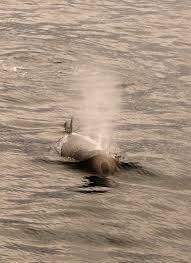 Image result for Hyperoodon ampullatus