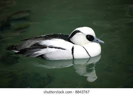 Attēlu rezultāti vaicājumam “Mergus albellus”