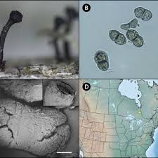 Attēlu rezultāti vaicājumam “Sclerophora coniophaea”