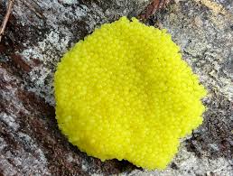 Attēlu rezultāti vaicājumam “Stemonitis flavogenita stalked”