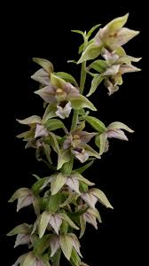 Attēlu rezultāti vaicājumam “Epipactis helleborine flower”