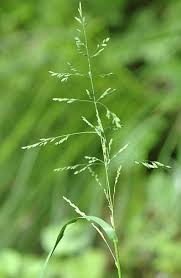 Attēlu rezultāti vaicājumam “Poa remota”