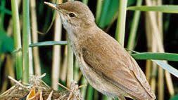 Attēlu rezultāti vaicājumam “Motacillidae”