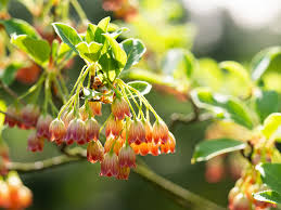 Attēlu rezultāti vaicājumam “Enkianthus campanulatus flower”