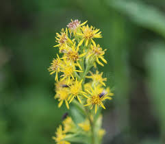 Attēlu rezultāti vaicājumam “Solidago virgaurea bud”