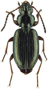 Attēlu rezultāti vaicājumam “Bembidion sp.”