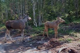 Attēlu rezultāti vaicājumam “Alces alces”