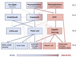 Image result for Boreogadus saida