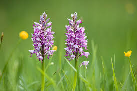 Attēlu rezultāti vaicājumam “Orchis militaris flower”