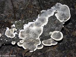 Attēlu rezultāti vaicājumam “Kretzschmaria deusta”