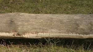 Attēlu rezultāti vaicājumam “Antrodia sinuosa”