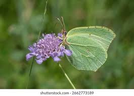 Attēlu rezultāti vaicājumam “Gonepteryx rhamni female”