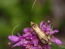 Attēlu rezultāti vaicājumam “Nemophora metallica”