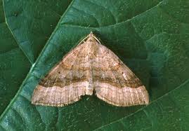 Attēlu rezultāti vaicājumam “Scotopteryx chenopodiata”