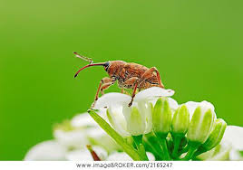 Attēlu rezultāti vaicājumam “Curculio venosus”