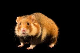 Afbeeldingsresultaat voor hamsters