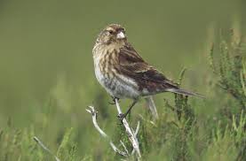 Image result for twite photo