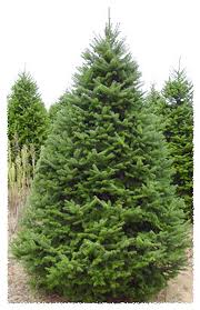 Attēlu rezultāti vaicājumam “Abies balsamea”