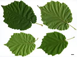 Attēlu rezultāti vaicājumam “Corylus avellana leaf”