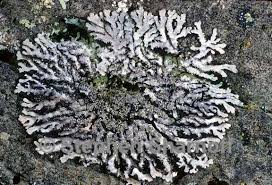 Attēlu rezultāti vaicājumam “Physconia enteroxantha”