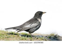 Image result for Turdus torquatus