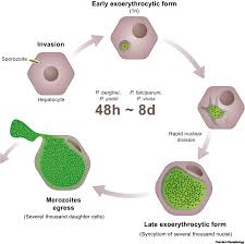 Attēlu rezultāti vaicājumam “Enteridium olivaceum plasmodium”