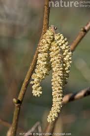 Attēlu rezultāti vaicājumam “Corylus avellana male flower”