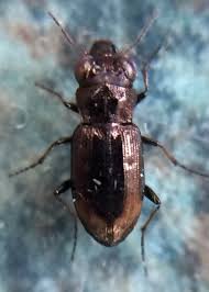 Attēlu rezultāti vaicājumam “Notiophilus germinyi”