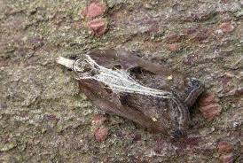 Attēlu rezultāti vaicājumam “Acleris cristana”