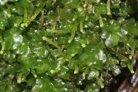 Attēlu rezultāti vaicājumam “Jungermannia leiantha sporophyte”