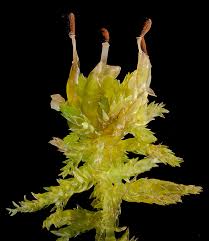 Attēlu rezultāti vaicājumam “Sphagnum tenellum”