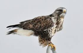 Attēlu rezultāti vaicājumam “Buteo lagopus”