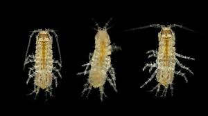 Attēlu rezultāti vaicājumam “Asellus aquaticus”