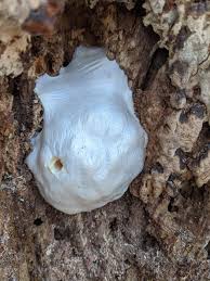 Attēlu rezultāti vaicājumam “Physarum auriscalpium sessile”