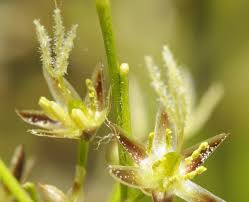 Attēlu rezultāti vaicājumam “Luzula pilosa bud”