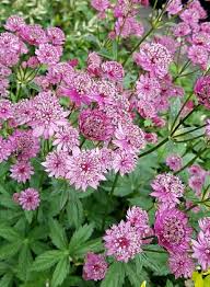 Image result for Astrantia majon `Abbey Road`