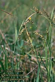 Attēlu rezultāti vaicājumam “Carex panicea”