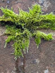 Attēlu rezultāti vaicājumam “Homalothecium sericeum”