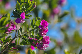 Attēlu rezultāti vaicājumam “Polygala comosa leaf”