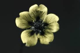 Attēlu rezultāti vaicājumam “Potentilla reptans flower”