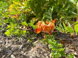 Image result for Colutea x media (arborescens x orientalis)