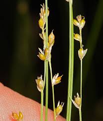 Attēlu rezultāti vaicājumam “Carex disperma”